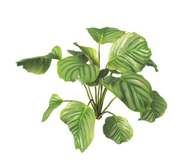 Wall Mural - Calathea orbifolia Plant isolated on transparent background. Calathea Orbifolia leaves isolated on transparent background. green indoor plant PNG. House Plant PNG. Shrub PNG. bush PNG.