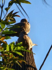 bird on a tree