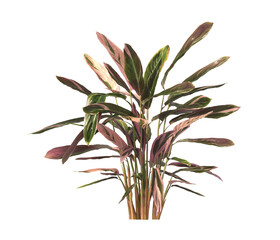 Wall Mural - Trio star Plant isolated on transparent background. Tricolor prayer leaves PNG. indoor plant isolated on transparent background. Ornamental Plant bush PNG. Tricolor prayer Plant. triostar stromanthe.