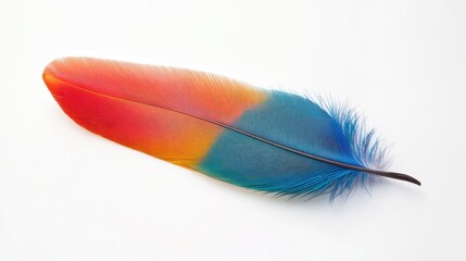 Poster - Vibrant colorful feather set against a white backdrop
