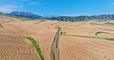 Wall Mural - Ripe wheat fields and mountains natural scenery tourist attraction in Xinjiang, China