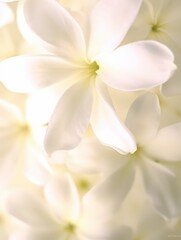 Poster - Delicate white flowers