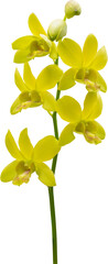 Wall Mural - Beautiful yellow orchid flower isolated on white background