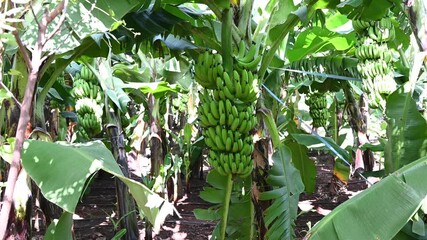 Wall Mural - Close up view of Fresh Bananas Growing On Tree. Bunch of banana, Green tropical banana leaves and fruits on banana plantation