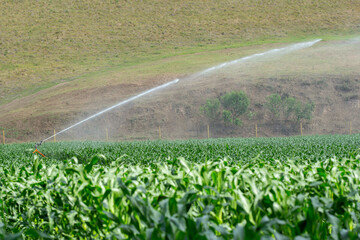 Wall Mural - Water sprinkler is irrigating the rows of green corn field.