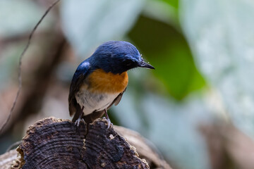 Beautiful bird in Asian, It is a kind of bird found in Thailand.