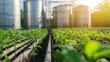 © Milkghost - Young crops growing in a field with irrigation pipes and silos