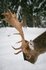 close-up of majestic deer with snowy antlers in winter forest scene