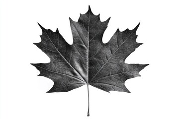 Poster - A single leaf in black and white, its shape and veins visible against a contrasting background