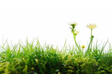 Poster - A pair of white flowers sit atop a lush green field, providing a serene and peaceful atmosphere