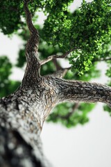 Poster - A detailed view of a tree branch with lush green leaves