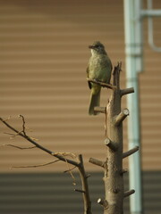 Wall Mural - 
Bulbul perched on a branch