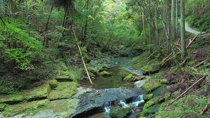 Wall Mural - A mountain stream in the forest