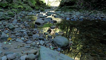 Wall Mural - A mountain stream in the forest