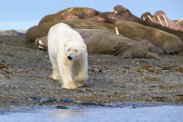 Wall Mural - polar bear and walruses on land, svalbard, norway