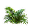 © SBAPNA- GRAPHIC - Green palm leaves isolated on white background, close up view. Tropical foliage banner with copy space for text and design with Isolated white  background [PNG].