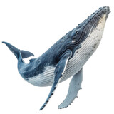 Humpback whale isolated on a transparent background, png