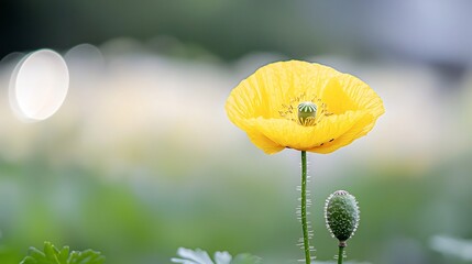 Poster - Close up of a radiant poppy flower with intricate petal details and stamens complemented by beautiful bokeh light flares that create a softly blurred dreamlike background