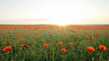 Poster - Expansive and breathtaking field of vibrant blooming poppies under a bright sunny sky showcasing the beauty and serenity of nature with captivating light flares illuminating the serene