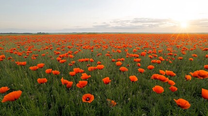 Aufkleber - Expansive field of vibrant poppies blooming under a bright cloudless sky showcasing the beauty and serenity of the natural world with stunning light flares illuminating the serene idyllic scene