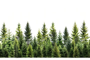 Wall Mural - Mountain hemlock trees vegetation outdoors woodland.