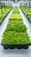 Aufkleber - Hydroponic trays filled with fresh green lettuce growing under energy efficient LED lights showcasing a modern clean