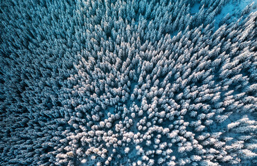 Fototapete - erial shot of a pine forest covered in snow in a winter scene. Drone photography.