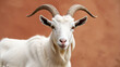 © aq - A goat with long horns and a white face is staring at the camera