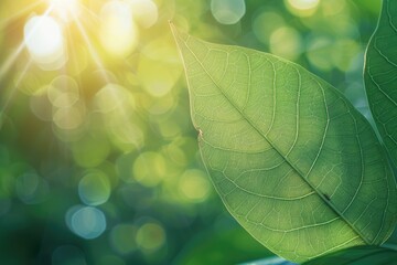 Wall Mural - green leaf texture on blurred background with copy space.