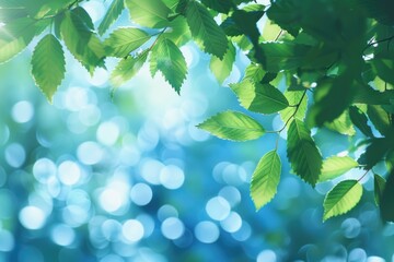 Wall Mural - blurred green and blue summer foliage background with bokeh