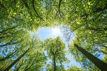 Aufkleber - Sun shining through green trees canopy in springtime