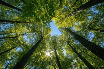 Poster - Sunlight filtering through green canopy of tall trees in forest