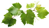 A vibrant green grapevine leaf cluster showcasing nature's lush beauty and vitality, transparent background