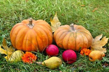 Wall Mural - pumpkins, yellow pears, apples, yellow flowers and autumnal colorful maple leaves on grass with spac