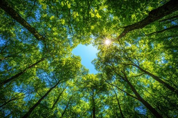 Poster - Sun shining through lush green canopy of trees in forest