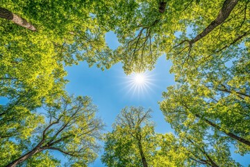 Poster - Sun shining through lush green canopy of trees in forest