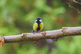 Bogatka lub sikora bogatka (Parus major) gatunek małego, częściowo wędrownego ptaka wróblowego z rodziny sikor (Paridae)