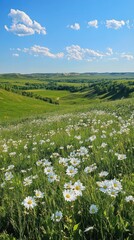 Poster - A vibrant display of wildflowers in the Red River Valley under a clear blue sky with rolling green hills in the background