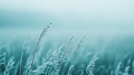 Poster - Dew-covered grass blades glisten in the early morning fog on a serene landscape