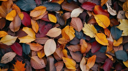 Poster - Close-up view of vibrant autumn leaves blanketing the forest floor during a peaceful fall day