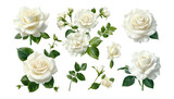 set of white rose flowers isolated on transparent background cutout