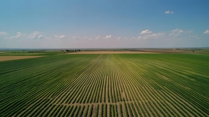 Poster - Expansive shot of symmetrical agricultural fields, with crops planted in precise rows, forming a detailed grid pattern over the landscape. No text, no logo, wide angle shot, cinematic scene, 4k