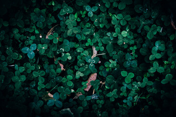 Wall Mural - A close up of a green clover pattern texture