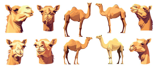 Cartoon camel. Desert sand animal transport, egypt arab travel mammal with hump, camels portrait set vector illustration