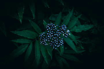 Wall Mural - A close up of blue Danewort berries and green leaves