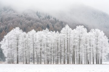 Wall Mural - frozen trees creating a white wall in snowy field with misty forest in background