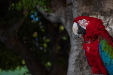 A beautiful large colorful parrot sits on a chair in the city