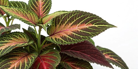 Wall Mural - Large plant foliage with intricate patterns and colors on a white background, foliage, pattern, botanical