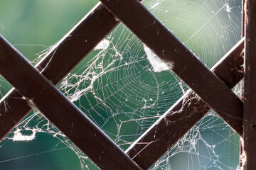 Wall Mural - A spider web is seen on a wooden fence