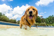 © Stacy Howell - Dog swimming in a pool
